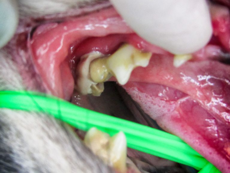 pet periodontal disease | Animal Dental Center