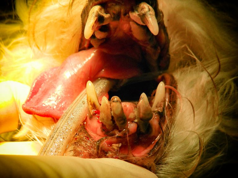 pet periodontal disease | Animal Dental Center