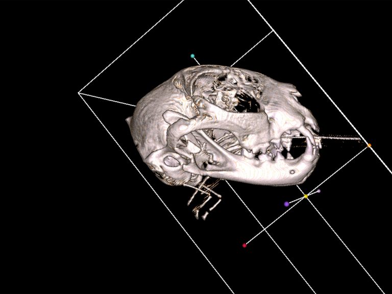 pet dental xrays | Pet Dental Center