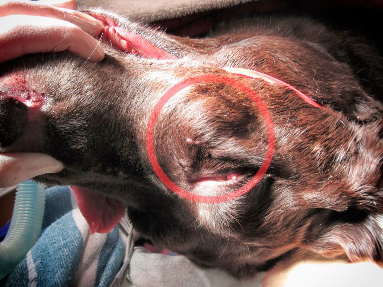 pet cancer surgery | Animal Dental Center
