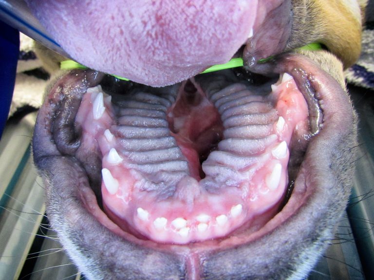 Cleft Palate Surgery | Animal Dental Center