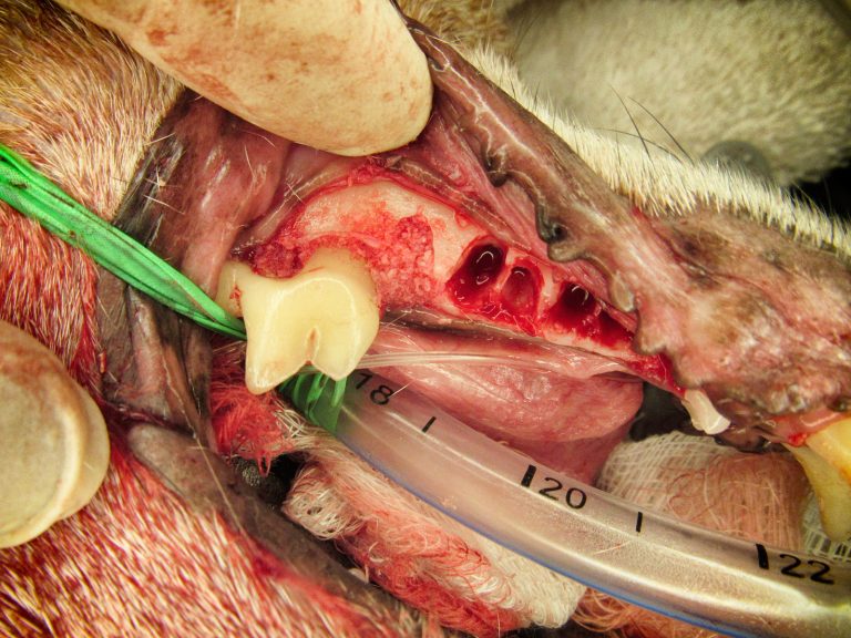 oral surgery extractions | Animal Dental Center