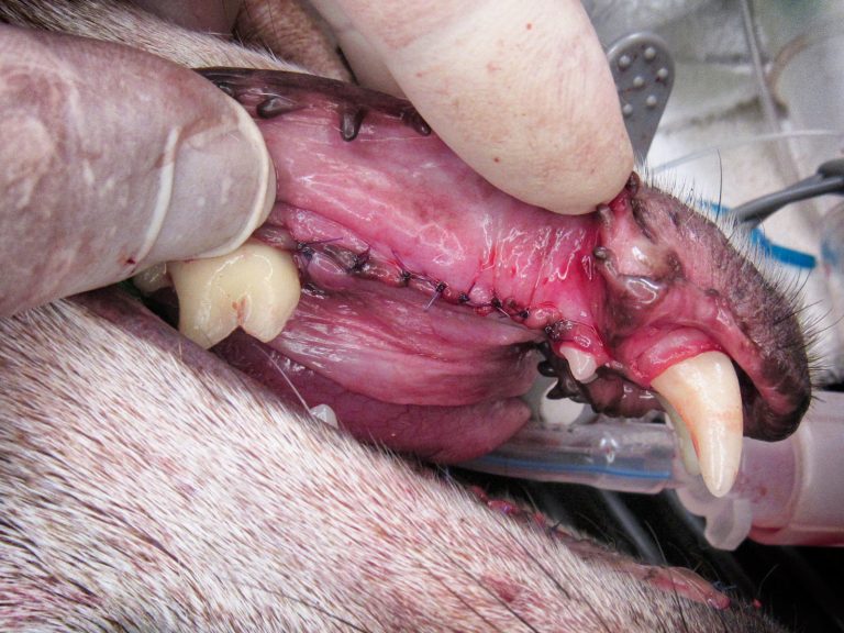 oral surgery extractions | Animal Dental Center