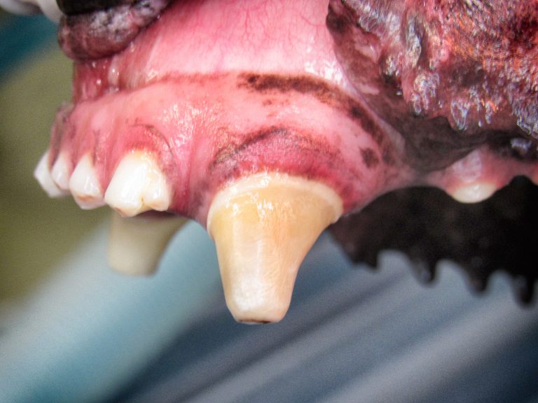 crown restoration | Animal Dental Center