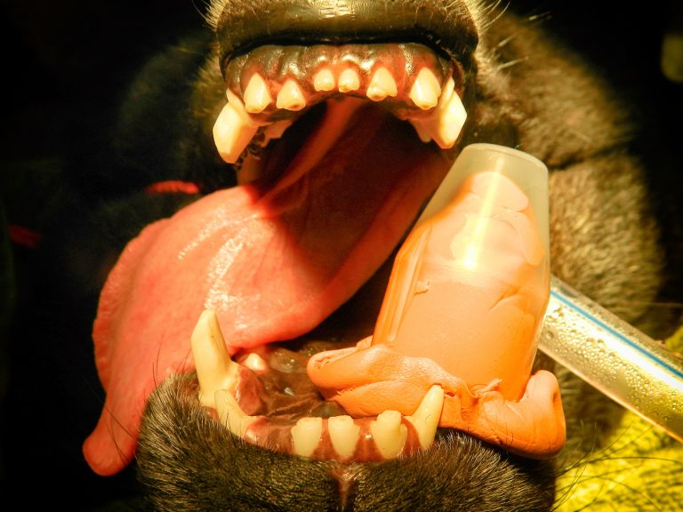 crown and restorative dentistry | Animal Dental Center