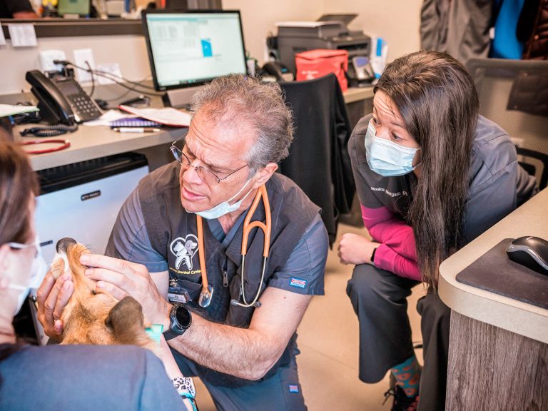 veterinary dental residency | Animal Dental Center