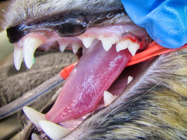 pet periodontal disease | Animal Dental Center