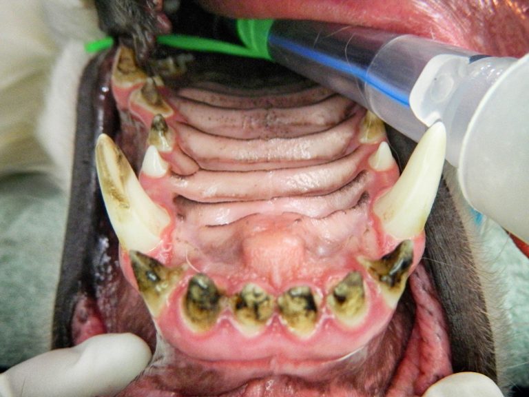 enamel hypoplasia | Animal Dental Center