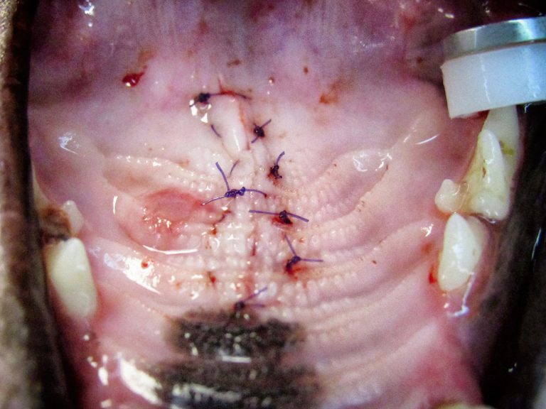 pet cancer surgery | Animal Dental Center