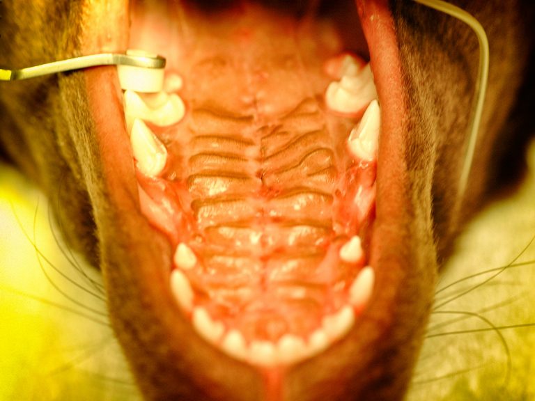 congenital palate defects | Animal Dental Center