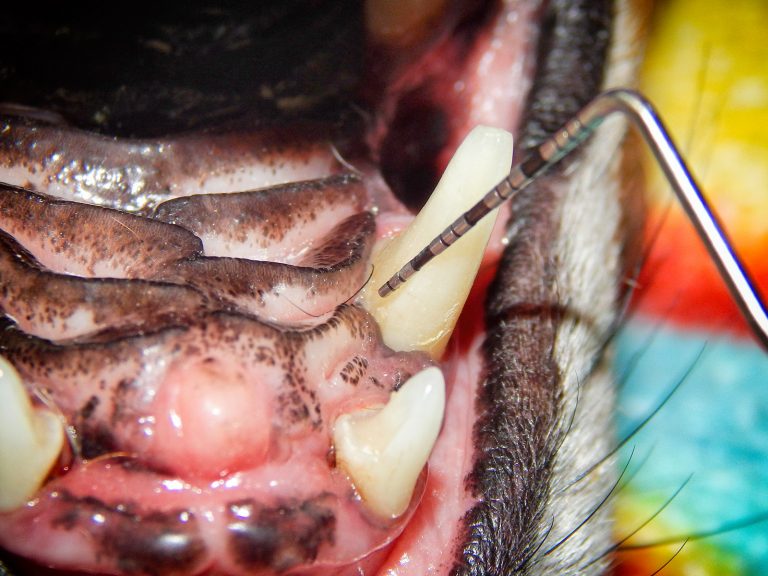 Periodontal probe prior to entry into nose