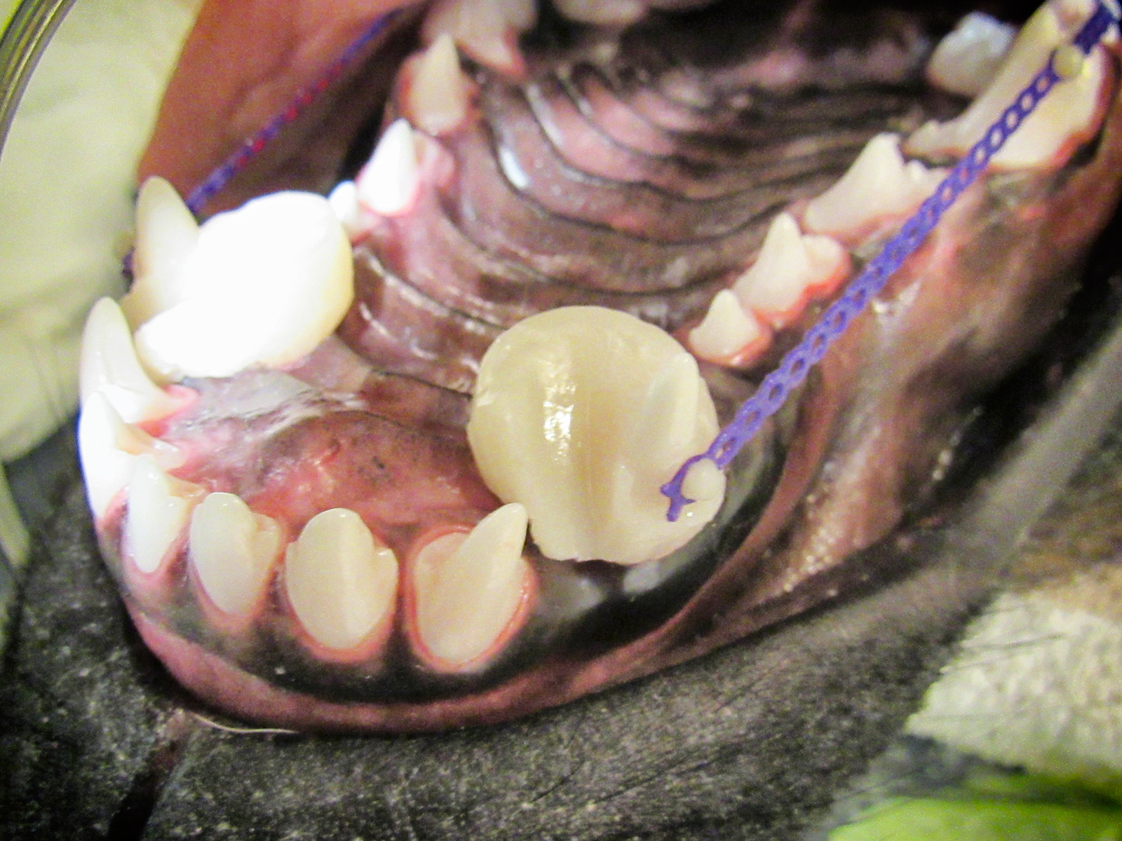 Orthodontics Animal Dental Center