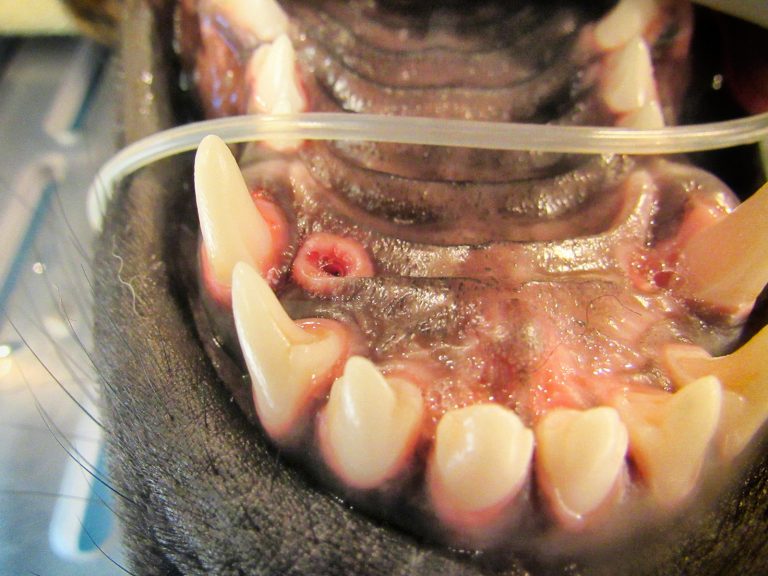 Orthodontics | Animal Dental Center