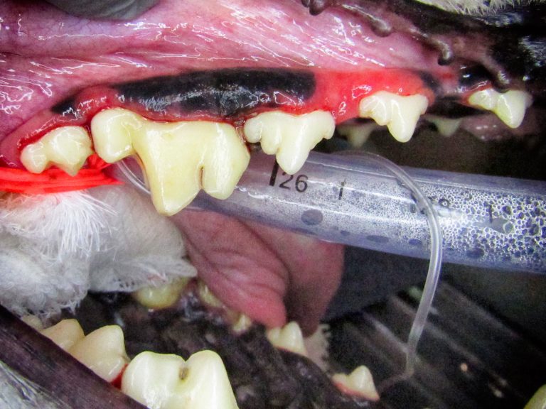 pet periodontal disease | Animal Dental Center