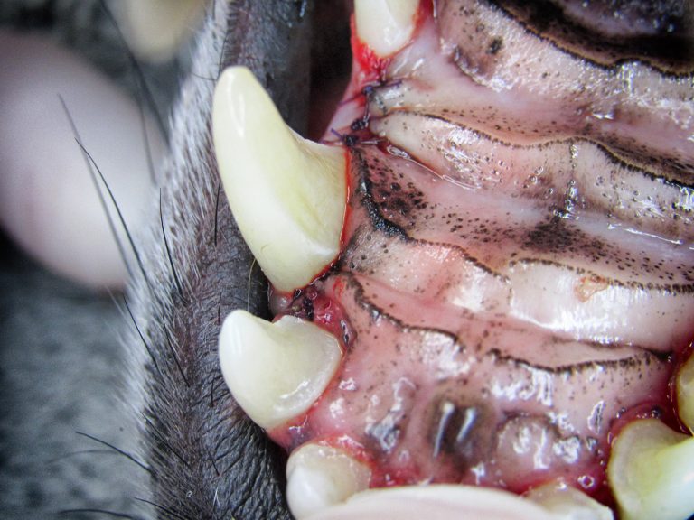 periodontics gingival surgery | Animal Dental Center