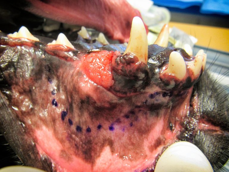 pet cancer surgery | Animal Dental Center