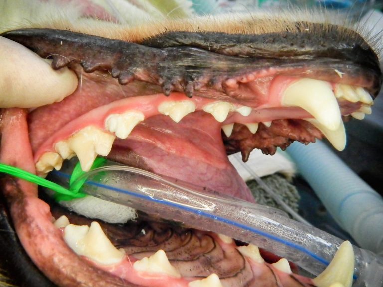 crown and restorative dentistry | Animal Dental Center