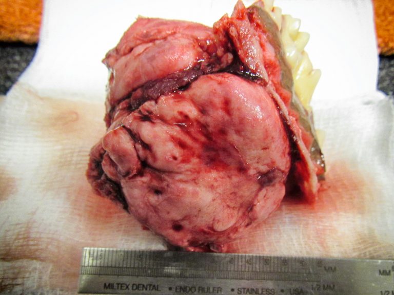 pet cancer surgery | Animal Dental Center