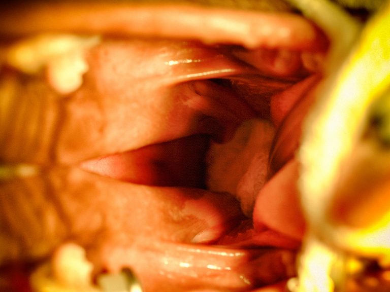 congenital palate defects | Animal Dental Center