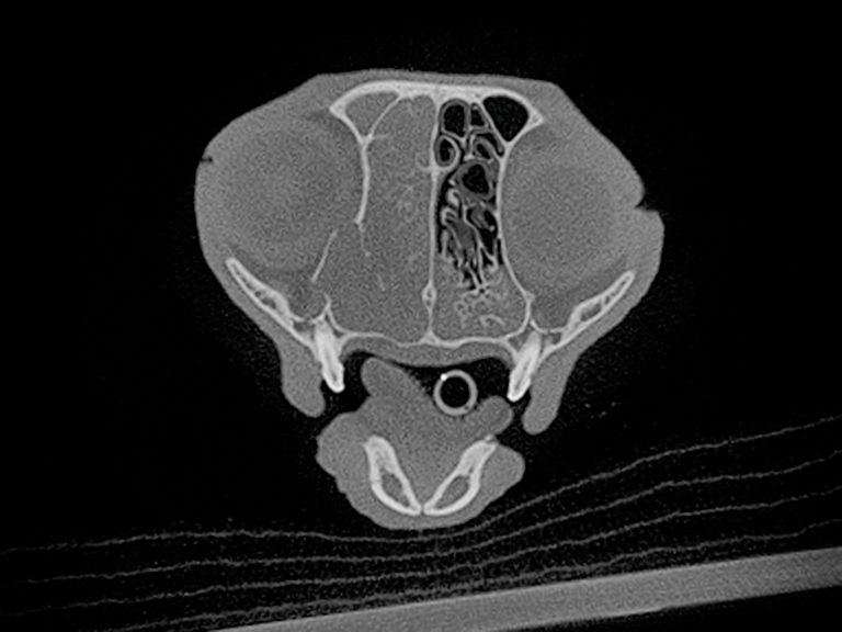 pet cancer surgery | Animal Dental Center