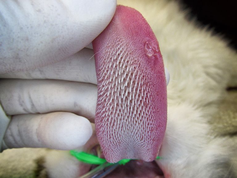 pet cancer surgery | Animal Dental Center