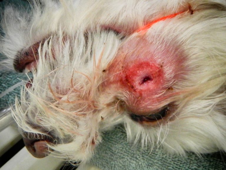 oral surgery extractions | Animal Dental Center