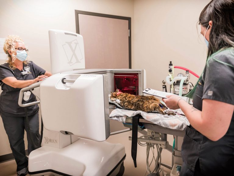 pet dental xrays | Pet Dental Center
