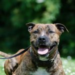 american staffordshire terrier, pit bull, meadow-672699.jpg