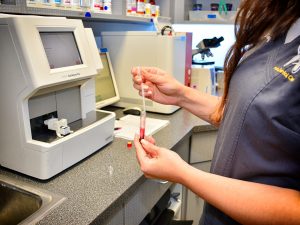 preparing pets dental procedure | Animal Dental Center