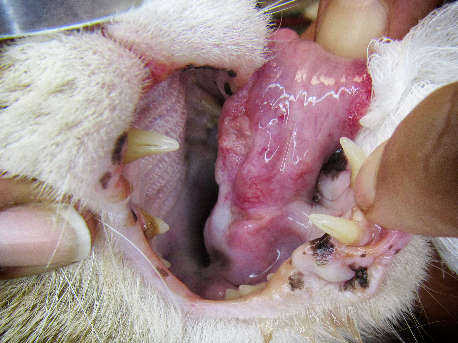 Cat Tumor Surgery Animal Dental