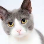 cat, pet, animal-1151519.jpg