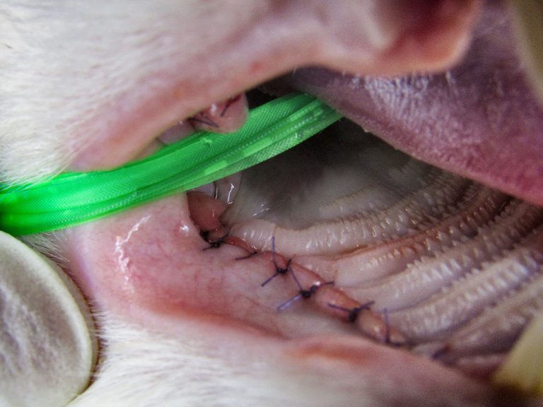 cat oral tumor surgery | Animal Dental Center