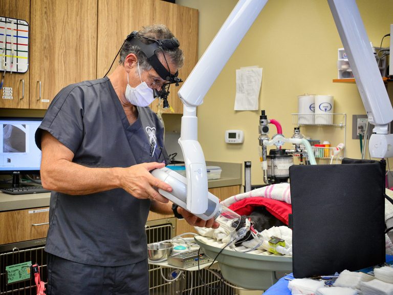 specialized dental facilities | Animal Dental Center