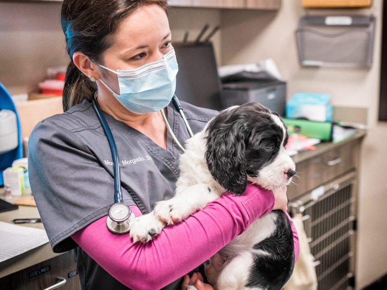 veterinary dental residency | Animal Dental Center