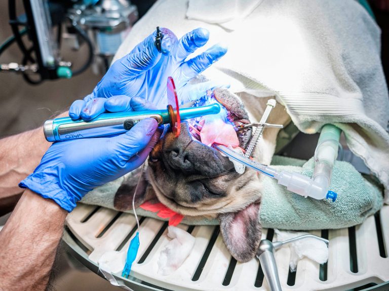 specialized dental facilities | Animal Dental Center