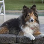 dog, sheltie, shetland sheepdog-4799937.jpg