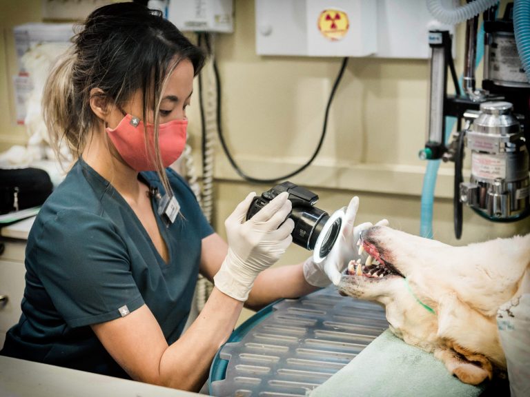 dog teeth cleaning | Animal Dental Center