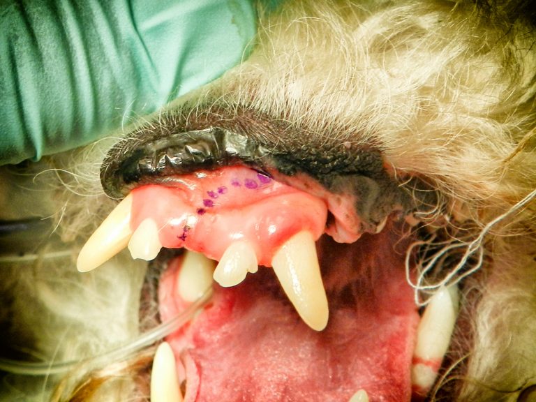dog oral tumor surgery | Animal Dental Center