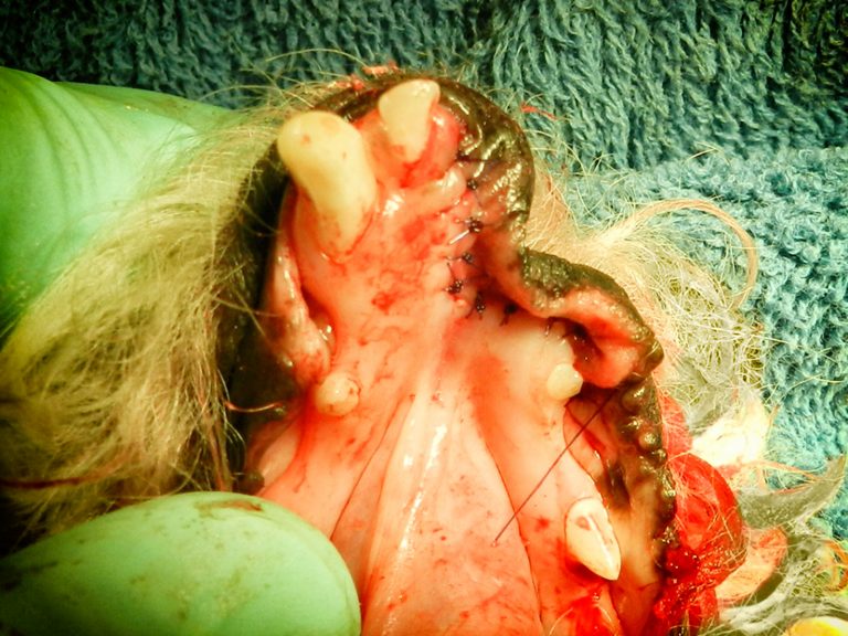 dog oral tumor surgery | Animal Dental Center