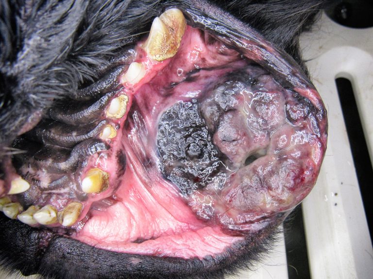 dog oral tumor surgery | Animal Dental Center