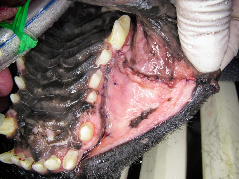 dog oral tumor surgery | Animal Dental Center