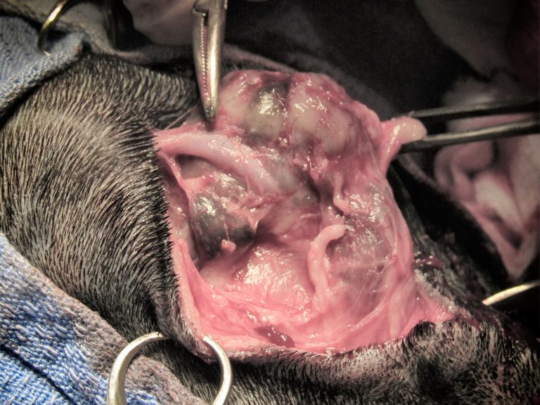 dog oral tumor surgery | Animal Dental Center