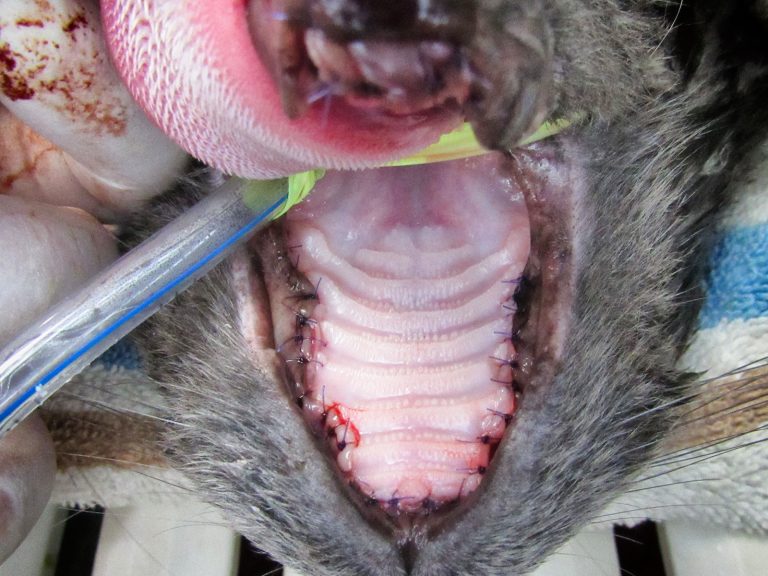 feline dental disease | Animal Dental Center