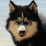 husky, dog, pet-3380548.jpg