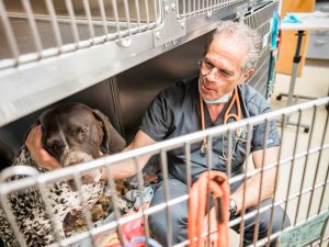 preparing pets dental procedure | Animal Dental Center