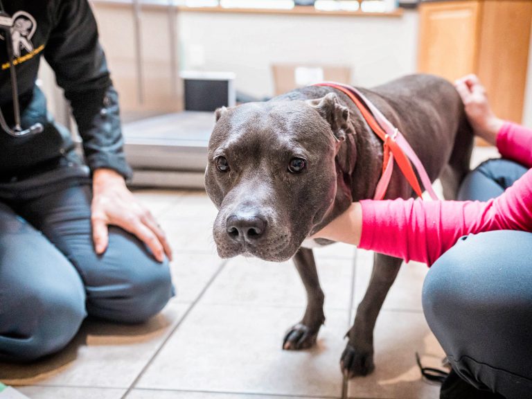 Patient during Veterinary Dental Exam