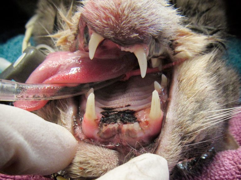 pet jaw fractures | Animal Dental Center