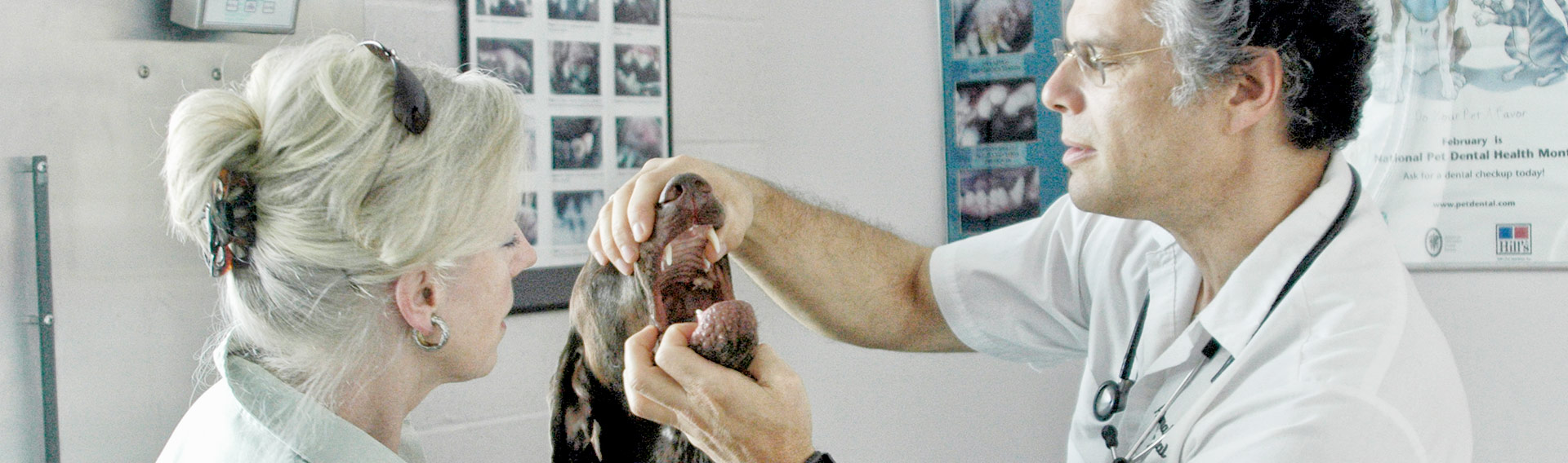 Animal Dental Center Pet Dental Oral Exam