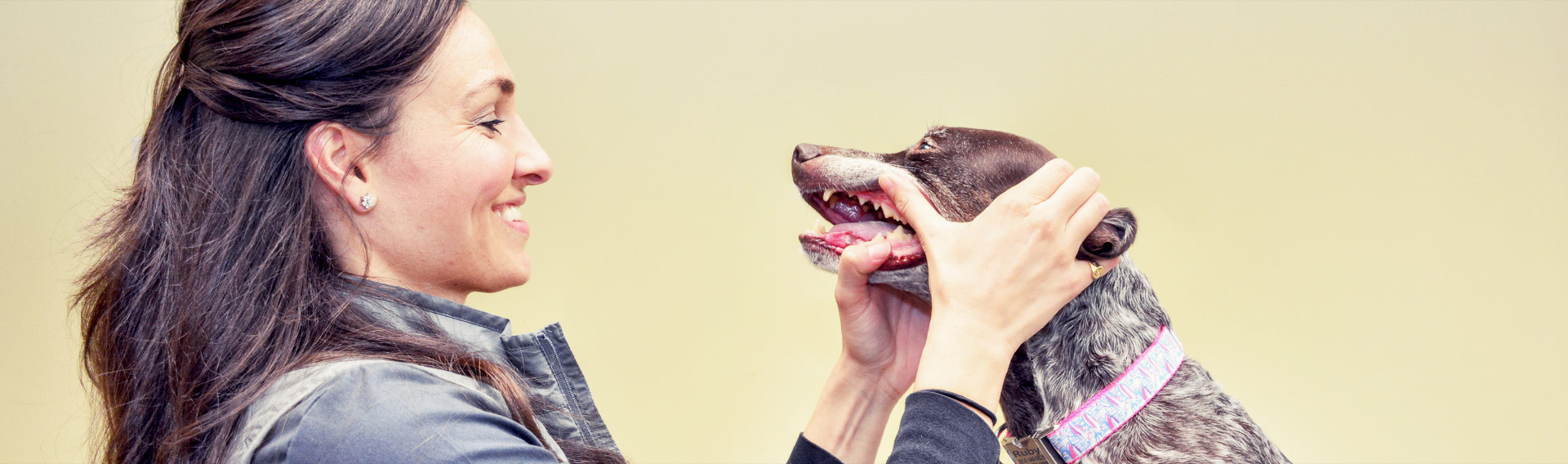 Comprehensive Pet Dental Oral Exam