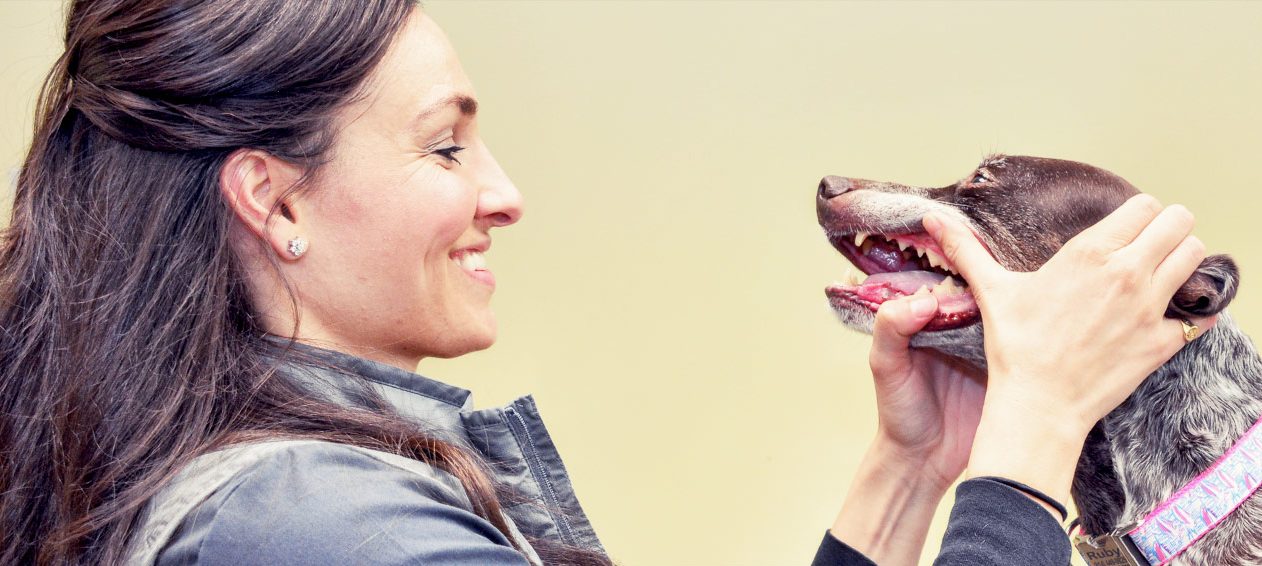 Comprehensive Pet Dental Oral Exam